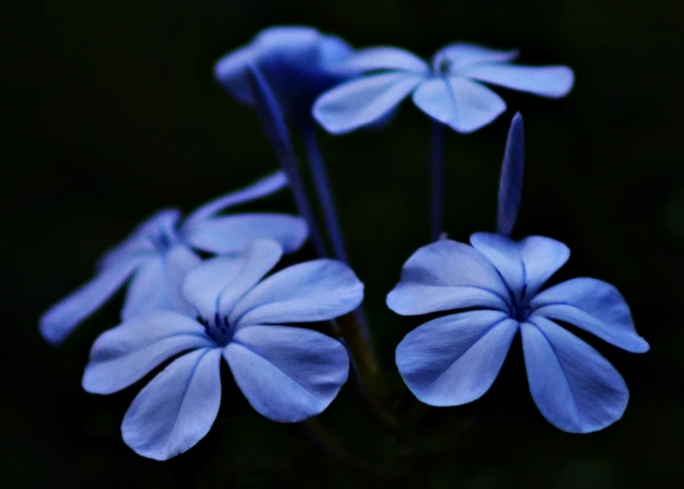 these flowers appear to be blue and bloomed all over the place