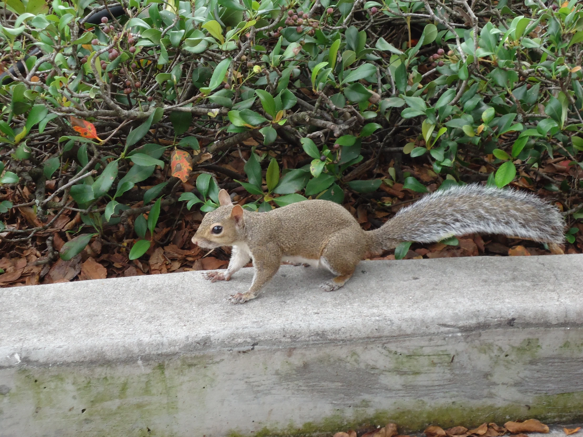 a small squirrel running down a ledge