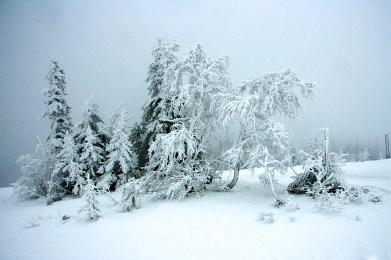 a white snow filled scene of snow - covered trees