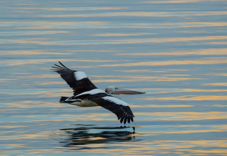 a black and white bird flies over the water