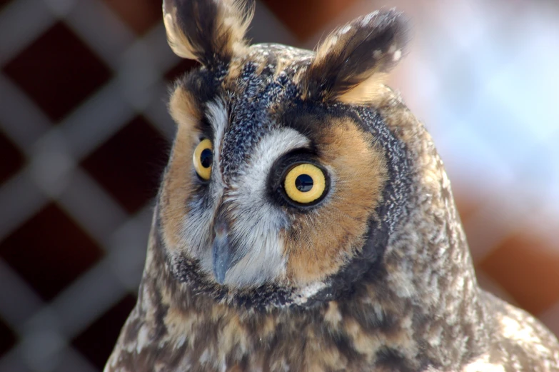 an owl looking ahead with the eye and mouth open