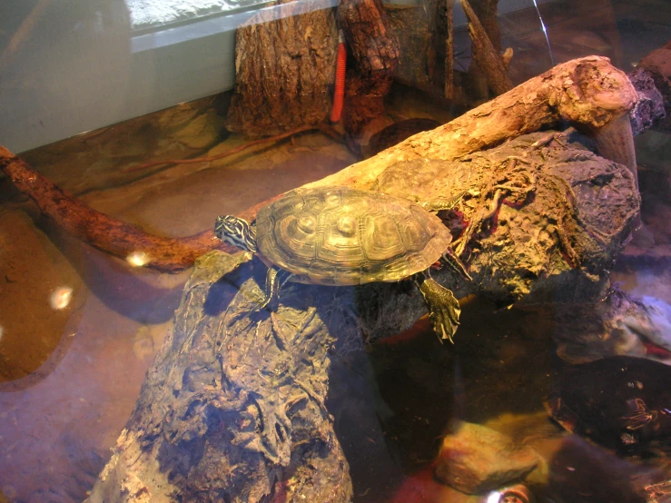 a turtle sits on top of a log that is next to water