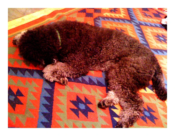 a dog laying on the floor near a rug