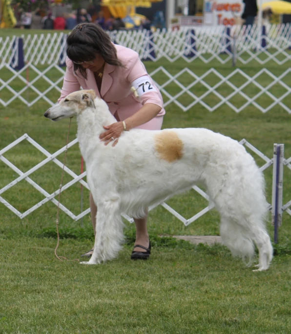 woman grooming an afghan sheep dog in a fenced field