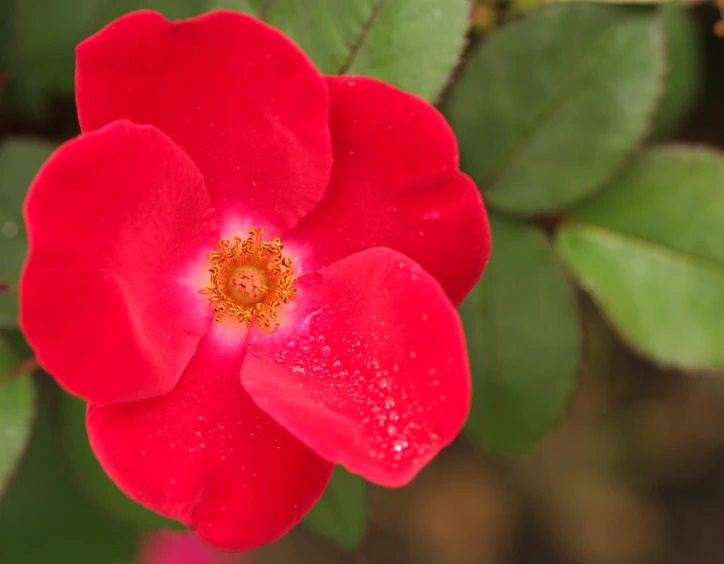 a bright red flower on top of green leaves