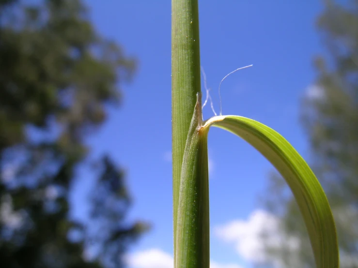 a long, thin, stalk of grass is in front of a blue sky