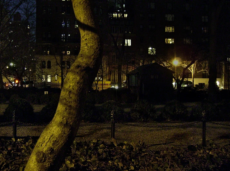 an old tree in the middle of the city