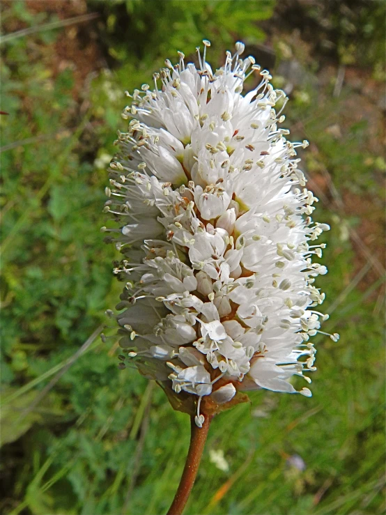 closeup of flower, showing stamen and tips