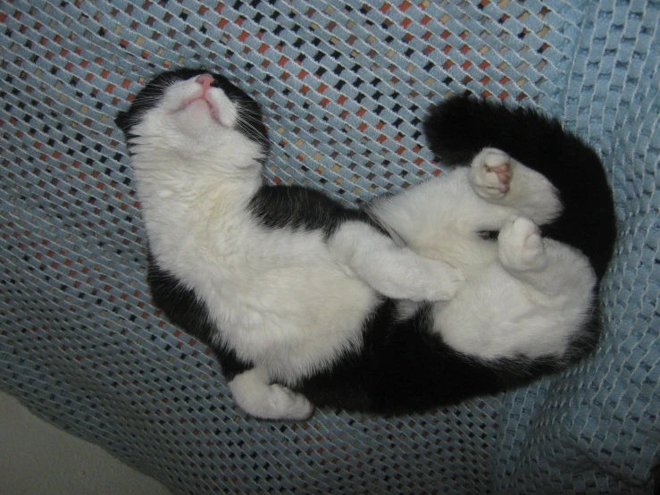 black and white cat laying on it's back sleeping