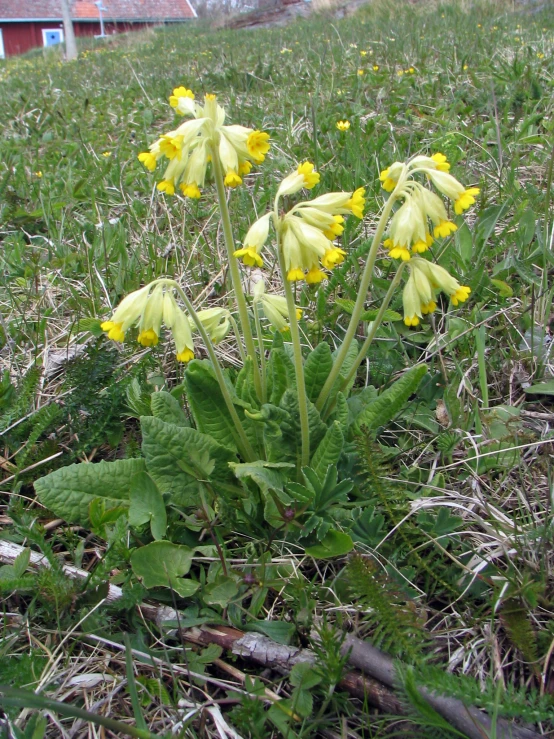 some yellow flowers growing out of the grass