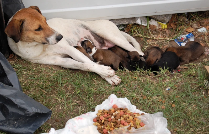 a group of dogs and their puppies lying on the ground next to a trash bag