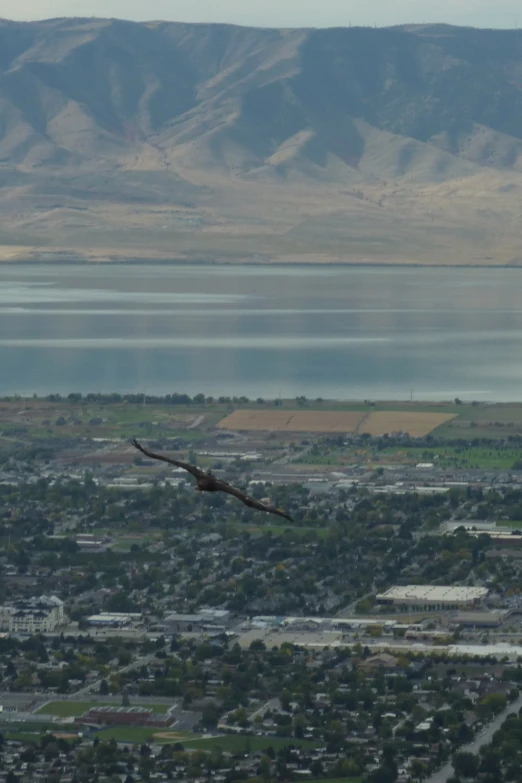 a bird is flying over a small city