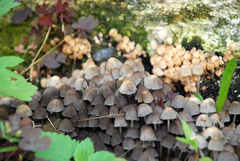 group of small mushrooms clustered together in a patch of dirt