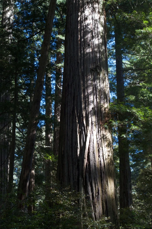 large forest of tall trees with no leaves