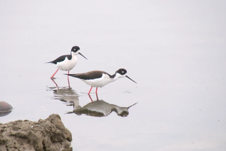 three black and white birds walk along in the water