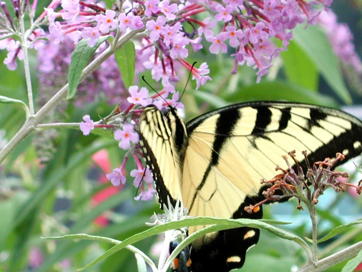 a erfly on a flower with very colorful flowers