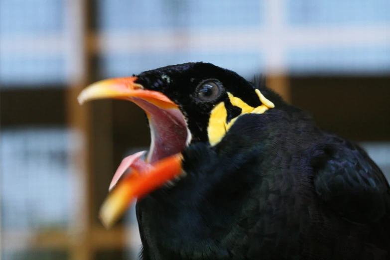 the bird is hissing with his large beak