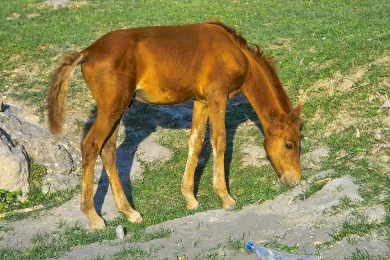 a brown horse grazing in some grass on a sunny day