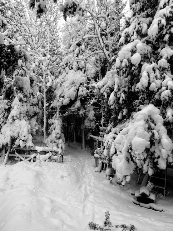 black and white image of snow covered trees