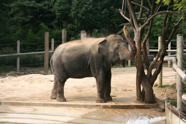 a elephant standing near a tree near stairs