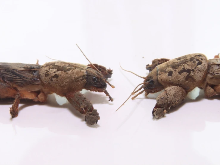 two different sized bugs are shown with their wings folded