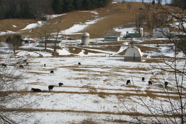 cows and livestock grazing on the snow covered farm