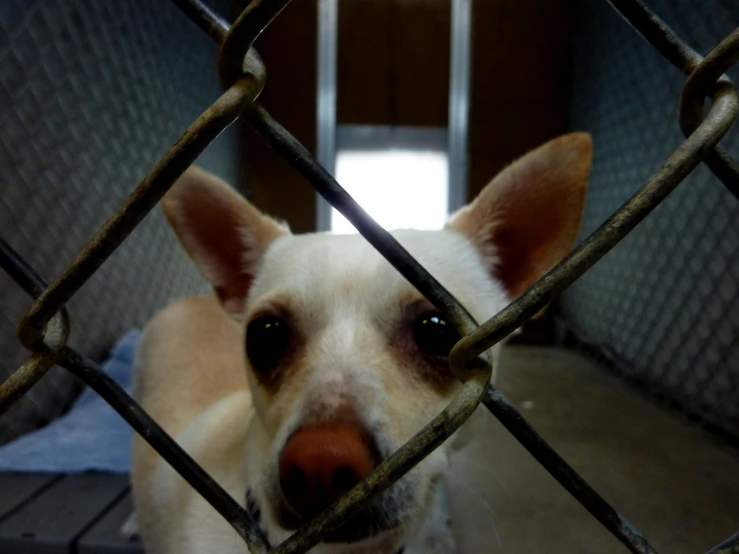 a white dog with a black nose looking through a metal fence