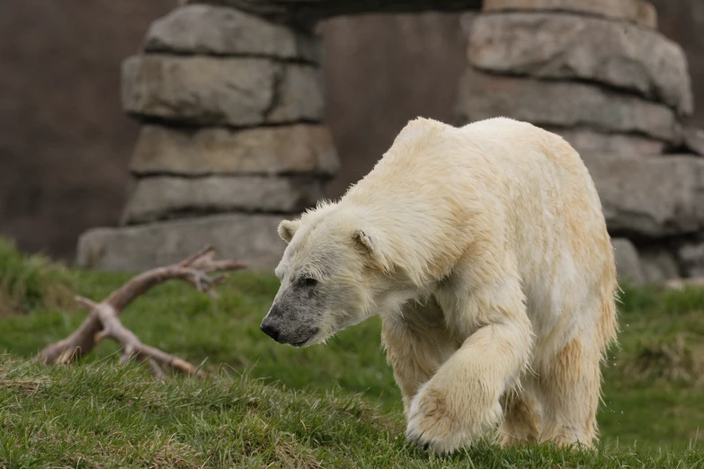 a white polar bear walking through the grass