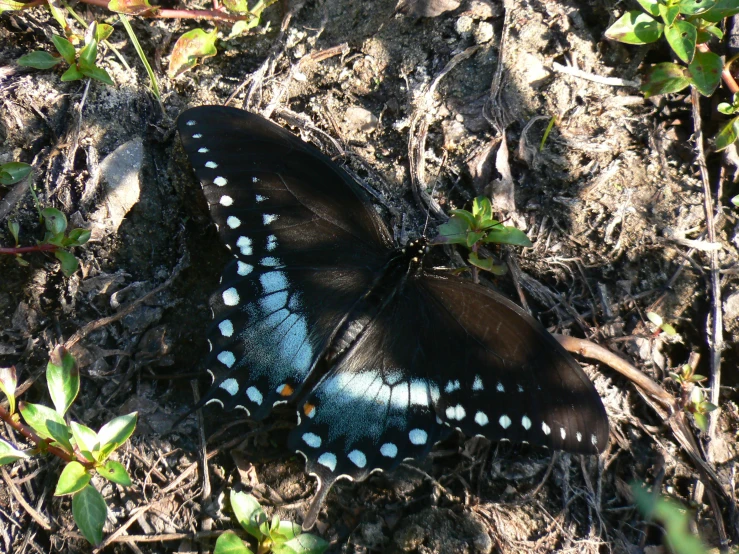 a black erfly that is standing on some grass