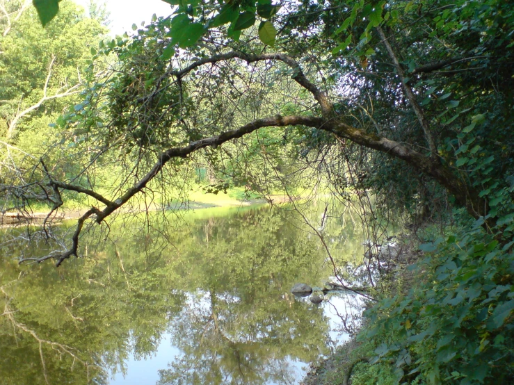 a tree nch hanging over the water in a forest