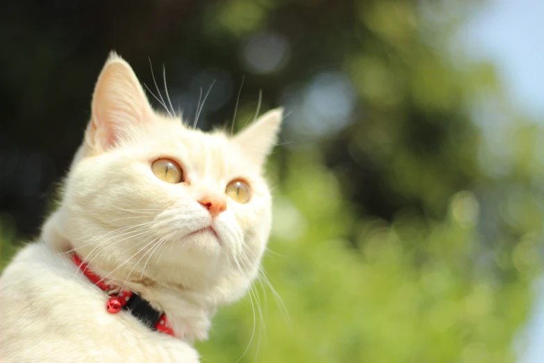 close up picture of a cat with yellow eyes