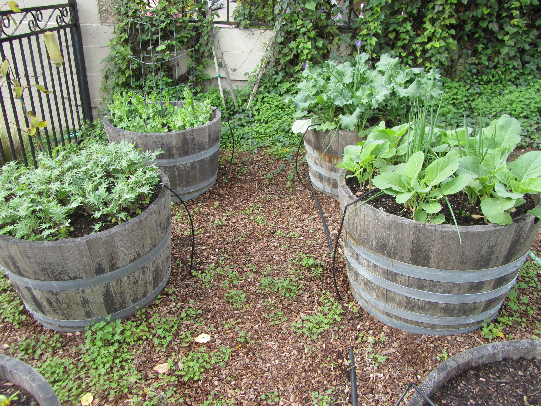 the garden is full of vegetables and greenery