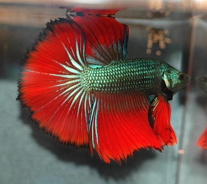 a red and green fish sitting on top of some water