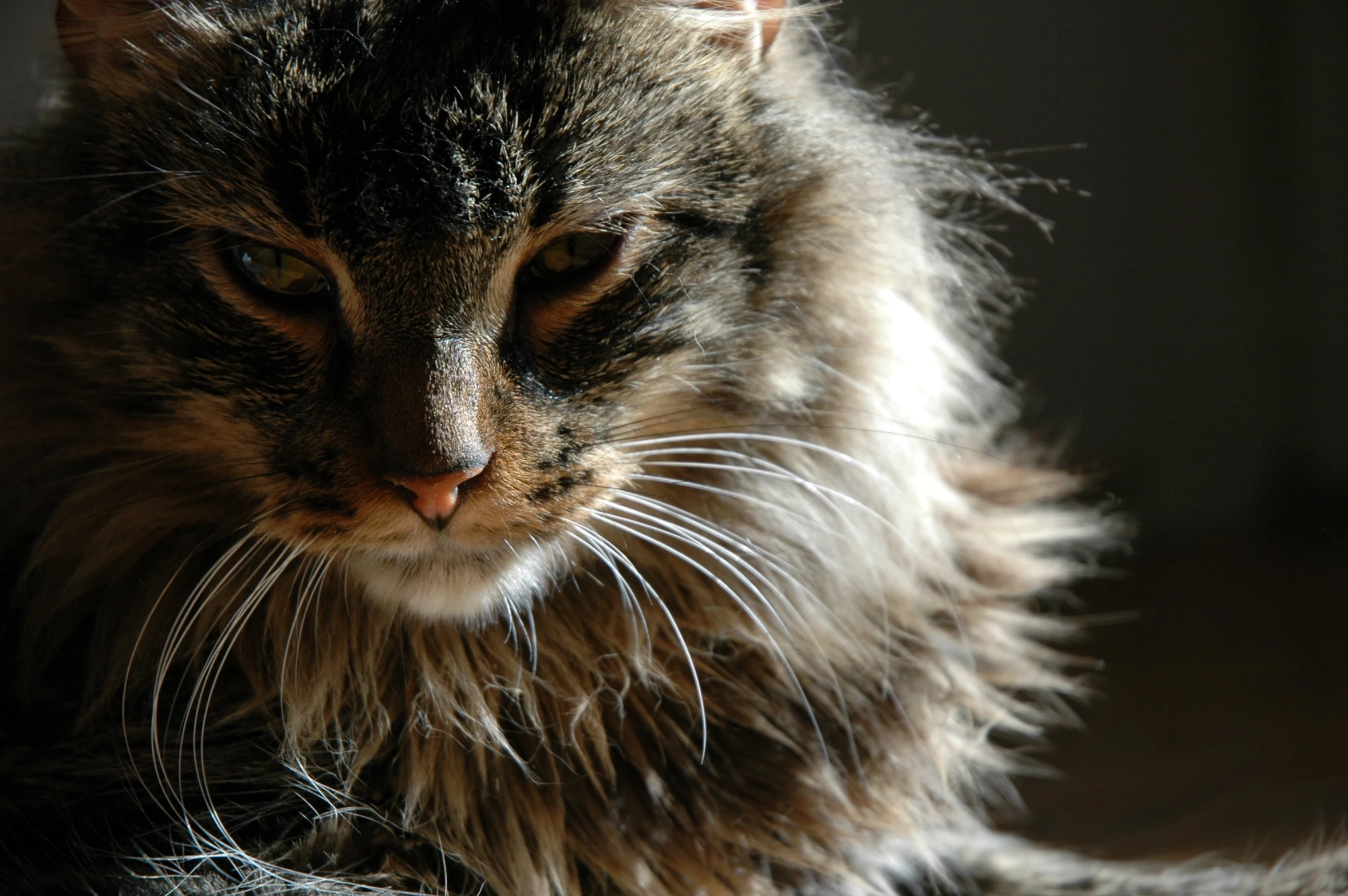 a long haired, black and gray cat staring ahead