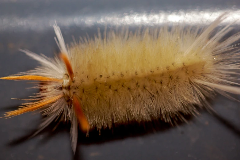 a close up view of a furry insect on the table