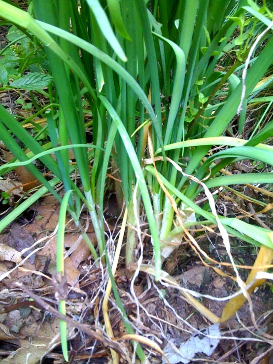 a picture of a very pretty small plant growing