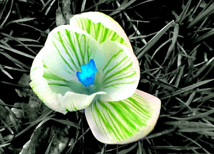 a green flower with blue stamens sits in the grass