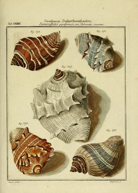antique illustration of seashells including shells from the late 1800s