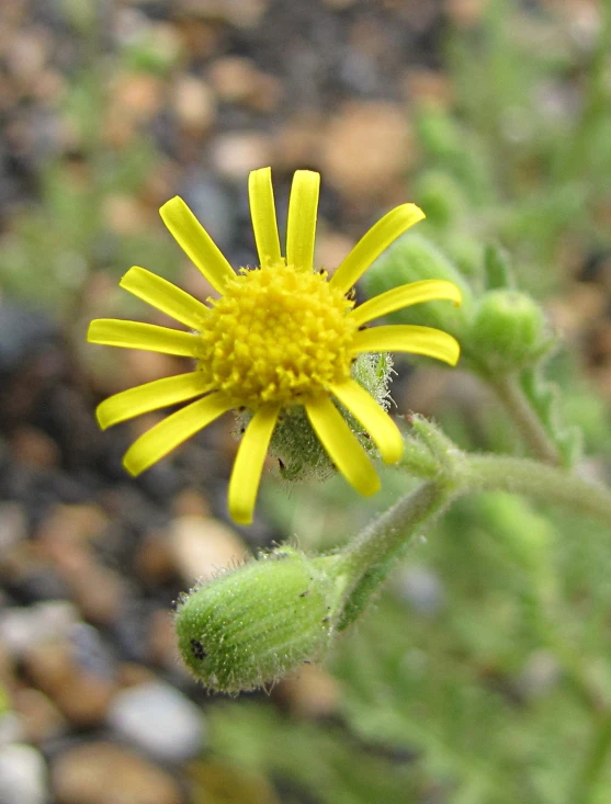 a closeup view of a small yellow flower