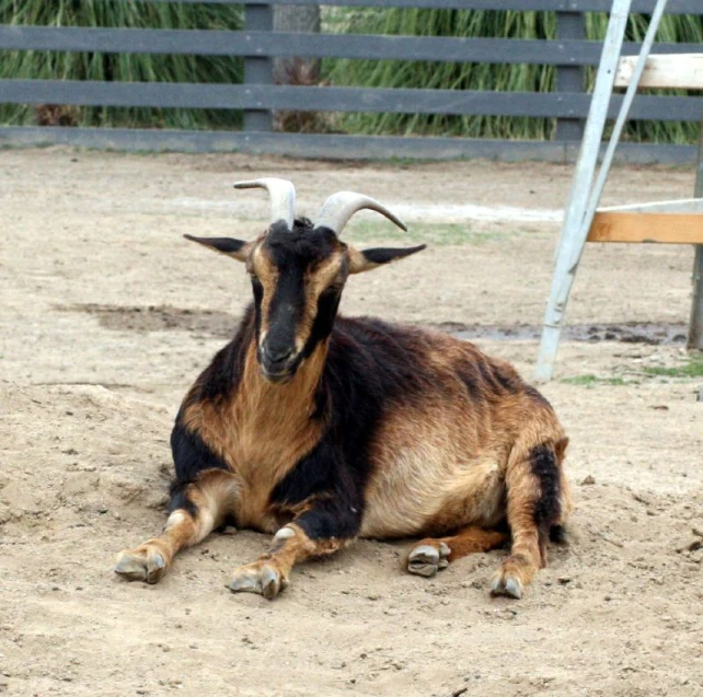 a very cute horned goat laying on the ground