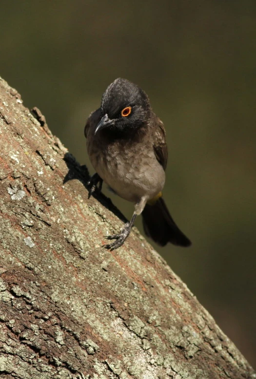 a bird with red eyes sitting on the bark of a tree