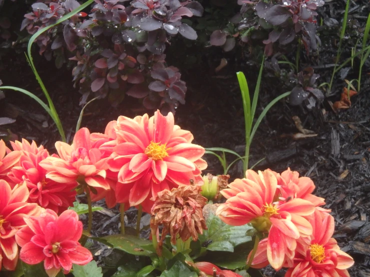 a bunch of red and yellow flowers blooming in a garden