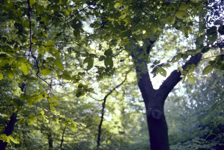 trees are shown on a wooded path in the forest