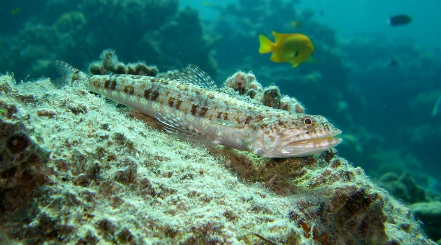 a fish swims through a hard coral reef