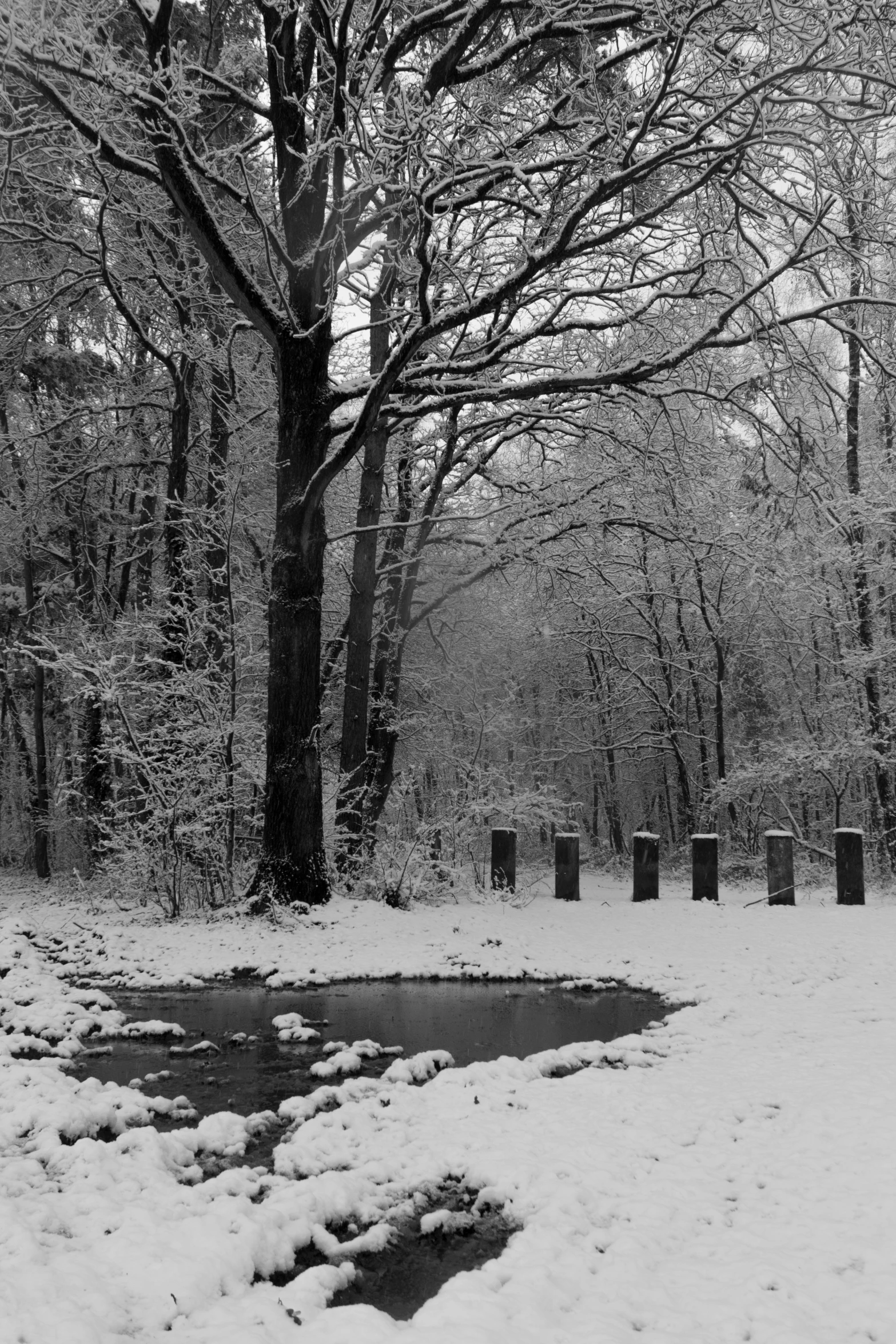 a wooded area is covered in snow, and several toilets are on the side of the pond