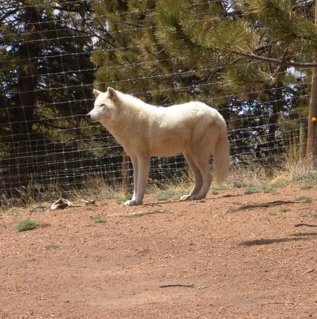 a white polar bear standing near a fence