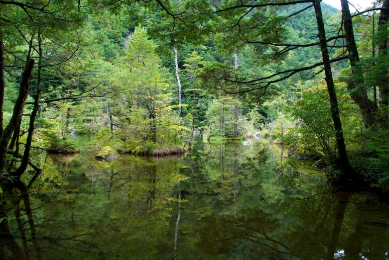 there is a lake surrounded by many trees