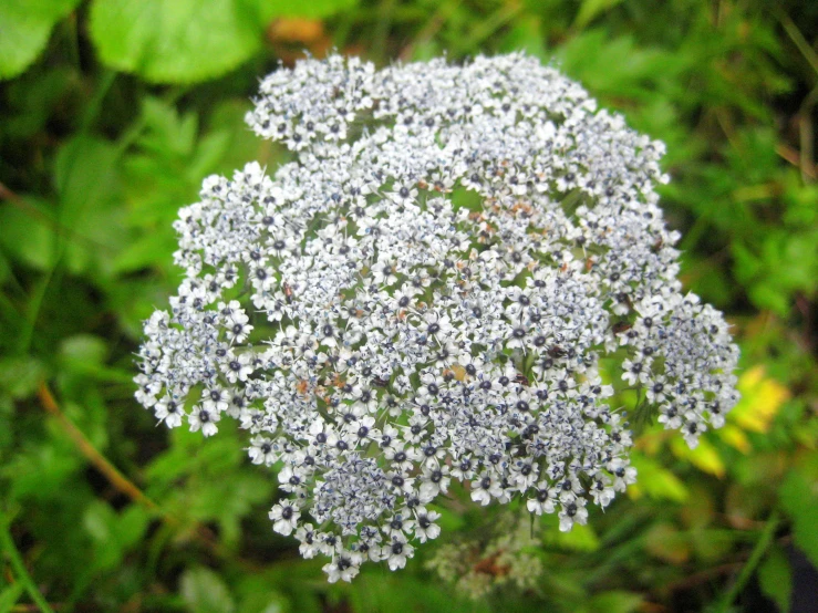 a large flower is covered with tiny white petals