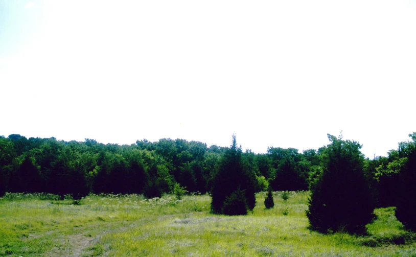 a field with several trees and a person riding a horse in the middle of it