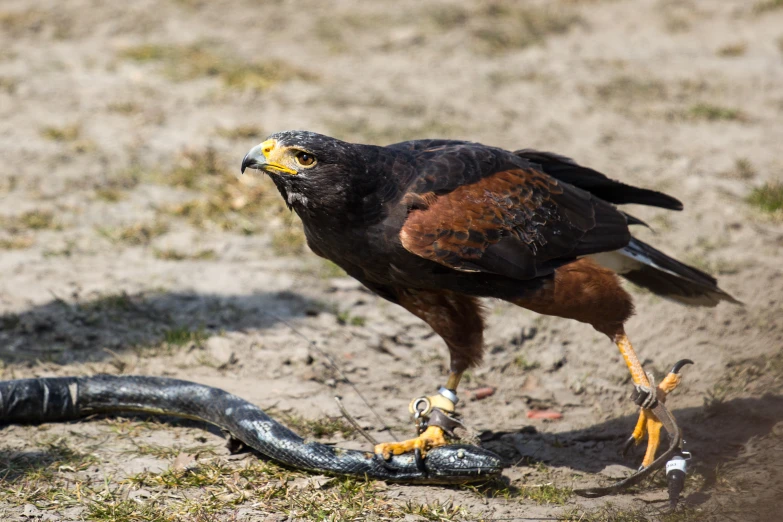 this is an eagle eating an insect on a dirt ground